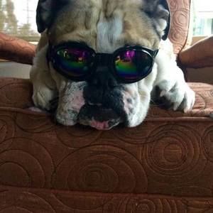 Meet your Posher, Bridget